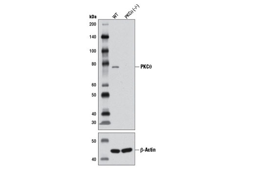 Western Blotting Image 2: PKCθ (P632) Antibody