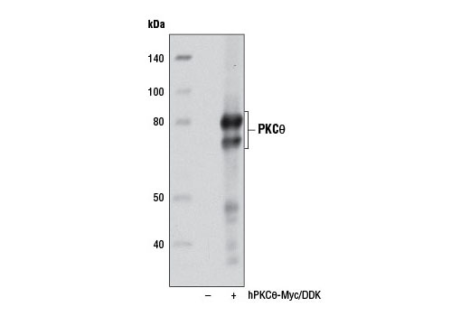 Western Blotting Image 3: PKCθ (P632) Antibody