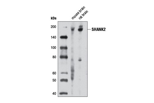 Western Blotting Image 2: SHANK2 Antibody
