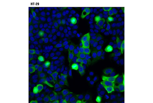 Immunofluorescence Image 1: Cyclin B1 (D5C10) XP® Rabbit mAb (BSA and Azide Free)