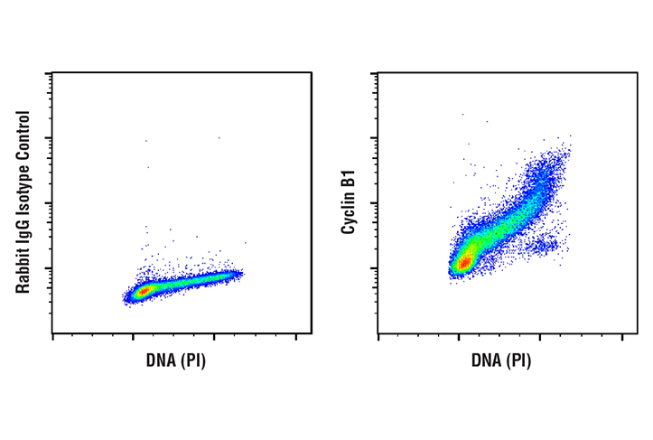 Flow Cytometry Image 1: Cyclin B1 (D5C10) XP® Rabbit mAb (BSA and Azide Free)