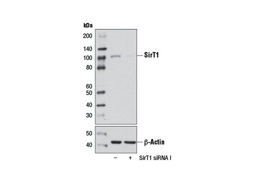  Image 1: SignalSilence® SirT1 siRNA I