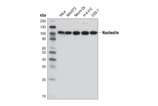 Western Blotting Image 1: Nucleolin Antibody
