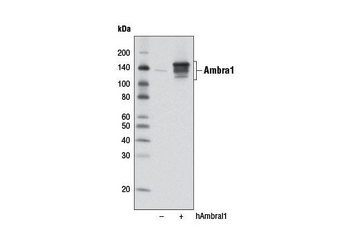 Western Blotting Image 2: Ambra1 Antibody