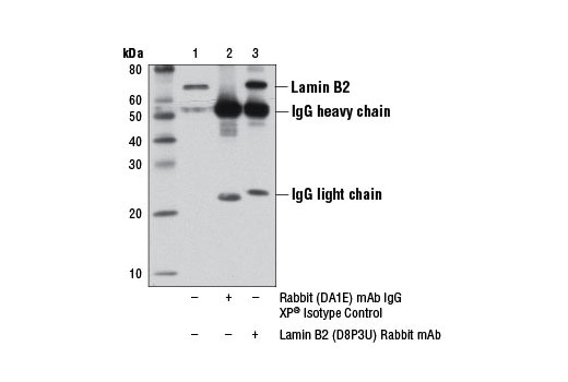 Immunoprecipitation Image 1: Lamin B2 (D8P3U) Rabbit mAb