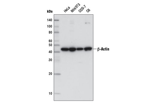 Western Blotting Image 1: β-Actin (8H10D10) Mouse mAb (HRP Conjugate)