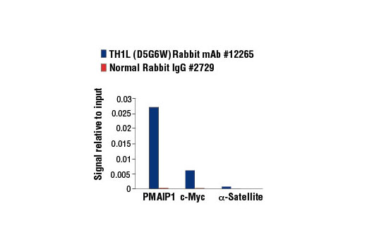 Chromatin Immunoprecipitation Image 1: TH1L (D5G6W) Rabbit mAb