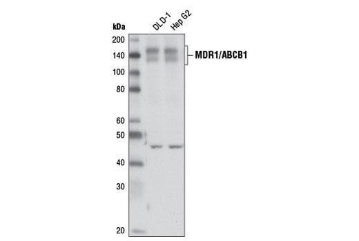 Western Blotting Image 1: MDR1/ABCB1 Antibody