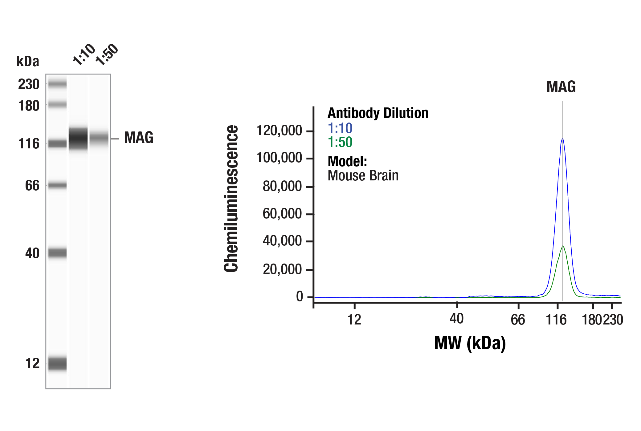 Western Blotting Image 2: MAG (D10H1) Rabbit mAb