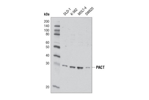 Western Blotting Image 1: PACT Antibody