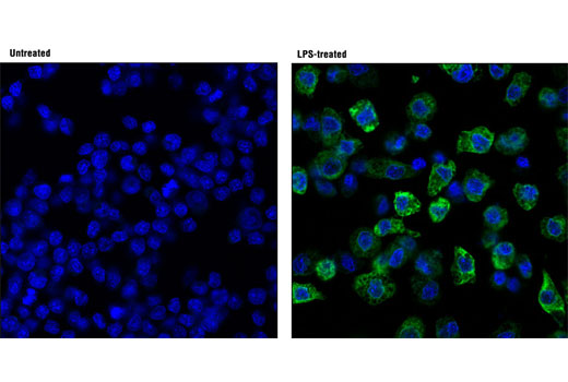 Immunofluorescence Image 1: Cox2 (D5H5) XP® Rabbit mAb