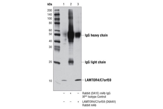 Immunoprecipitation Image 1: LAMTOR4/C7orf59 (D6A4V) Rabbit mAb
