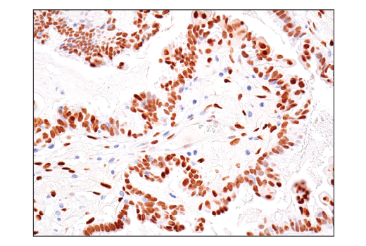 Immunohistochemistry Image 5: TEAD1 (D9X2L) Rabbit mAb