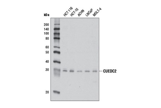 Western Blotting Image 1: CUEDC2 Antibody