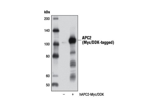 Western Blotting Image 2: APC2 Antibody