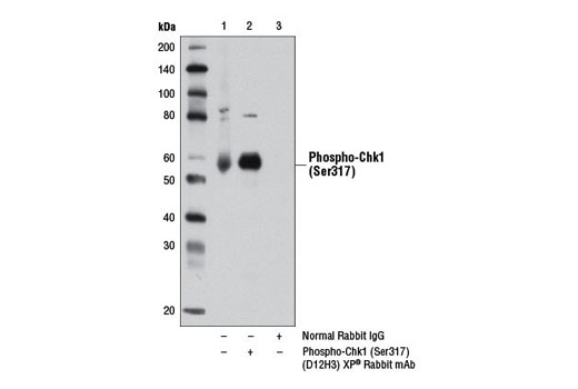Immunoprecipitation Image 1: Phospho-Chk1 (Ser317) (D12H3) XP® Rabbit mAb