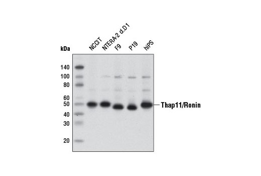 Western Blotting Image 1: Thap11/Ronin Antibody