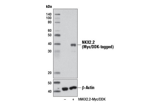 Western Blotting Image 1: NKX2.2 Antibody