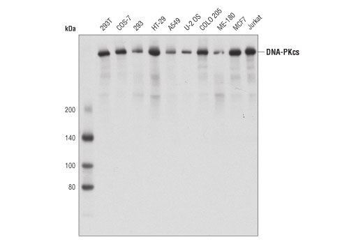 Western Blotting Image 1: DNA-PKcs (3H6) Mouse mAb