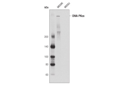 Western Blotting Image 2: DNA-PKcs (3H6) Mouse mAb