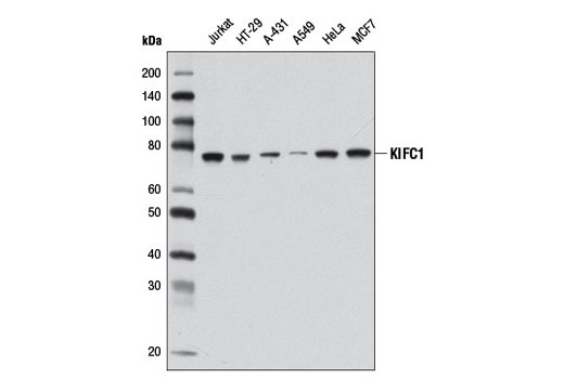 Western Blotting Image 1: KIFC1 Antibody