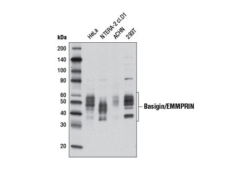 Western Blotting Image 1: Basigin/EMMPRIN Antibody