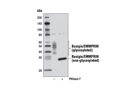 Western Blotting Image 2: Basigin/EMMPRIN Antibody