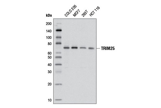 Western Blotting Image 1: TRIM25 Antibody