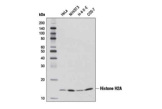 Western Blotting Image 1: Histone H2A (D6O3A) Rabbit mAb