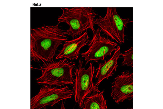 Immunofluorescence Image 1: Histone H2A (D6O3A) Rabbit mAb