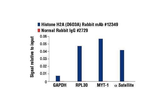 Chromatin Immunoprecipitation Image 1: Histone H2A (D6O3A) Rabbit mAb