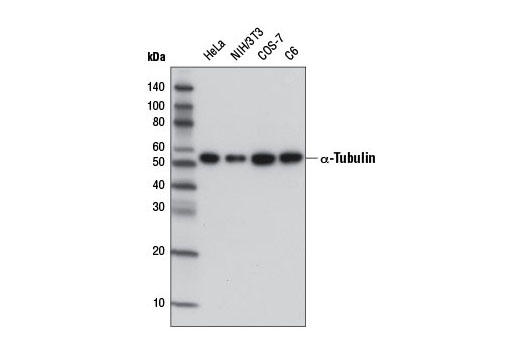 Western Blotting Image 1: α-Tubulin (DM1A) Mouse mAb (HRP Conjugate)