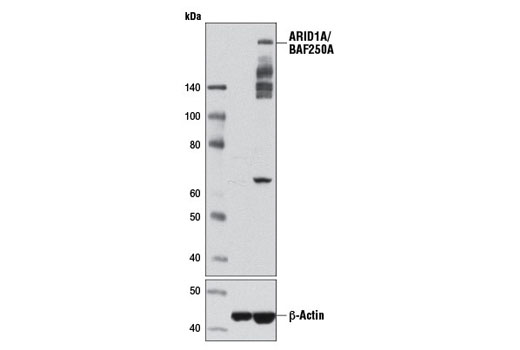  Image 17: BAF Complex Antibody Sampler Kit II