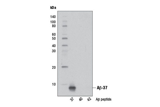 Western Blotting Image 1: β-Amyloid (1-37) (D2A6H) Rabbit mAb (Biotinylated)