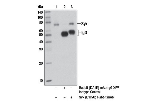 Immunoprecipitation Image 1: Syk (D1I5Q) Rabbit mAb