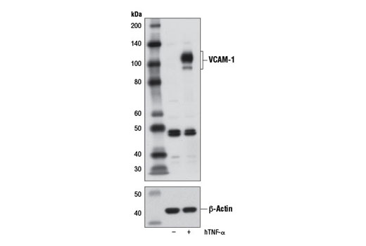 Western Blotting Image 1: VCAM-1 Antibody