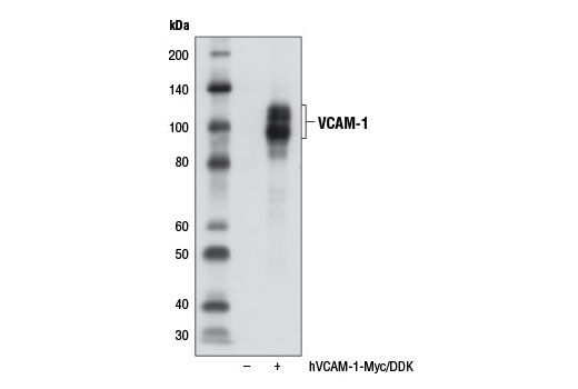 Western Blotting Image 2: VCAM-1 Antibody