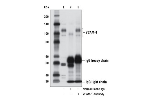 Immunoprecipitation Image 1: VCAM-1 Antibody