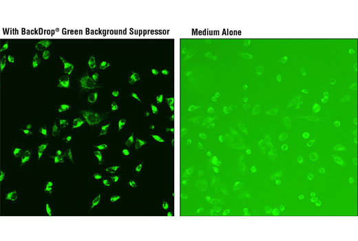 Immunofluorescence Image 1: BackDrop® Green Background Suppressor