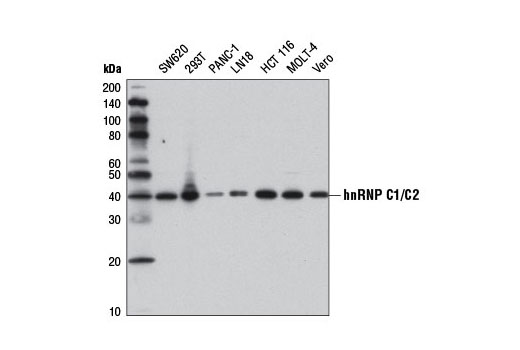 Western Blotting Image 1: hnRNP C1/C2 Antibody
