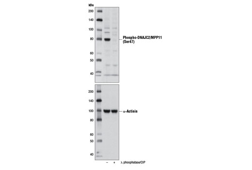 Western Blotting Image 1: Phospho-DNAJC2/MPP11 (Ser47) Antibody