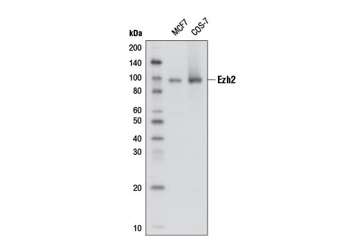 Western Blotting Image 1: Ezh2 (D2C9) XP® Rabbit mAb (Biotinylated)