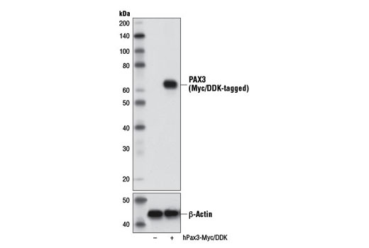 Western Blotting Image 1: PAX3 Antibody