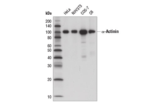 Western Blotting Image 1: α-Actinin (D6F6) XP® Rabbit mAb (HRP Conjugate)