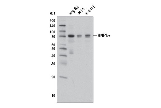 Western Blotting Image 1: HNF1α Antibody