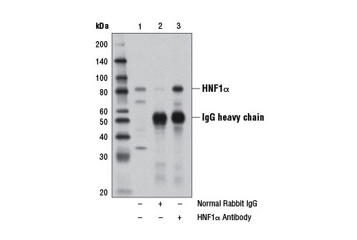 Immunoprecipitation Image 1: HNF1α Antibody