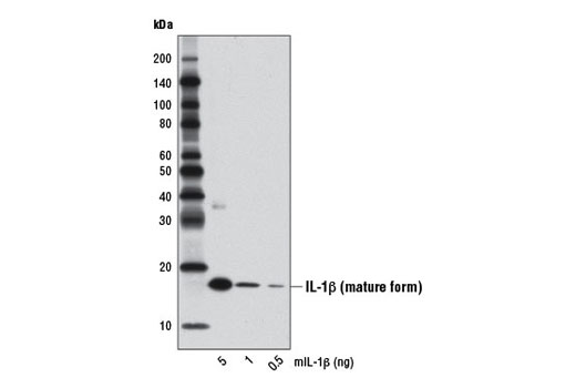 Western Blotting Image 2: IL-1β (D4T2D) Rabbit mAb (Mouse Specific)