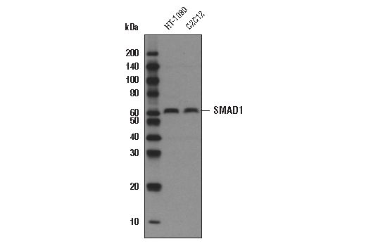 Western Blotting Image 1: SMAD1 (D59D7) XP® Rabbit mAb (Biotinylated)