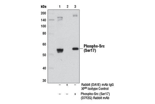 Immunoprecipitation Image 1: Phospho-Src (Ser17) (D7F2Q) Rabbit mAb