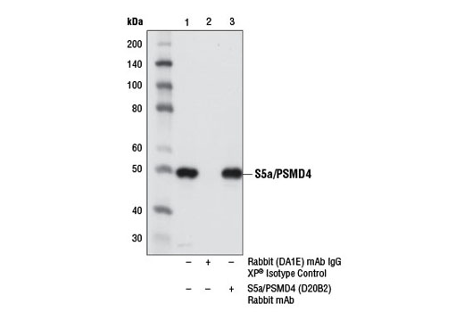 Immunoprecipitation Image 1: S5a/PSMD4 (D20B2) Rabbit mAb